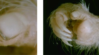 Ногти на больших пальцах помогли грызунам завоевать мир