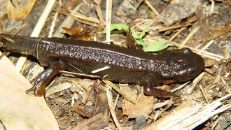 Исследование: современные темпы вымирания видов пока не достигли уровня «массового вымирания»