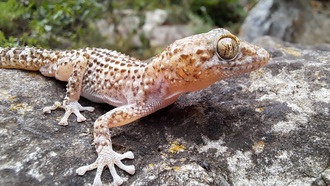 Экстремальные температуры меняют репродукцию рептилий