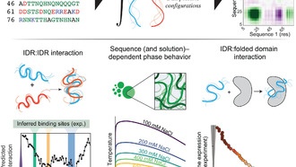 Новый инструмент FINCHES поможет изучать «неупорядоченные» белки, связанные с болезнями