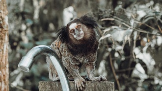 Быстрорастущий мозг объясняет, как люди и обезьянки учатся говорить