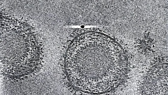 Учёные создали нанотело из антител альпаки, которое блокирует заражение герпесом