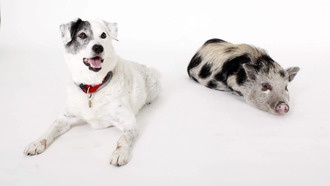 Собаки, свиньи и люди имеют общие древние механизмы распознавания голосов