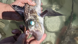 У химер на лбу растут зубы для спаривания, выяснили учёные