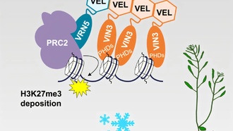 Исследование на растениях раскрывает роль кластеризации белков в эпигенетическом молчании генов