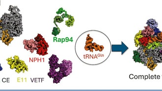 Учёные обнаружили уникальную РНК-шаперон в вирусах оспы