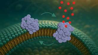 Учёные впервые увидели, как белок при болезни Паркинсона «сверлит» дыры в клетках мозга