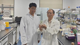 Китайские учёные нашли ключевой ген для борьбы с «раком» капустных культур