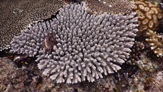 Кораллы используют хлориды для «зрения» видимым светом