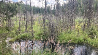 Бобры возвращаются в лесные ландшафты, восстанавливая природную среду