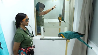 Ара научились подражать, наблюдая за взаимодействием других — такое впервые замечено у животных