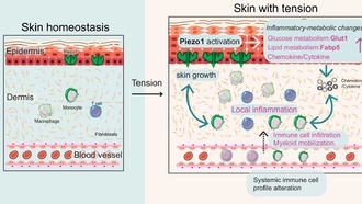 Белок кожи Piezo1 использует физическое натяжение для контроля роста тканей