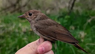 Учёные выяснили идеальную скорость полёта соловьёв во время миграции