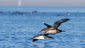 Гибридизация помогает выживанию самой угрожаемой морской птицы Европы