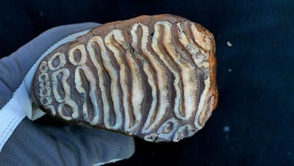 В зубах мамонтов возрастом более миллиона лет обнаружена древнейшая микробная ДНК