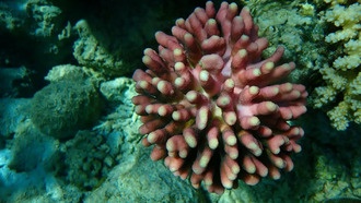 Даже самые устойчивые кораллы уменьшаются в размерах из-за потепления океана