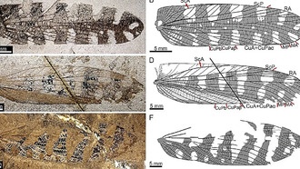 В Китае найдены древние насекомые-листочки, жившие рядом с растениями, которые они имитировали