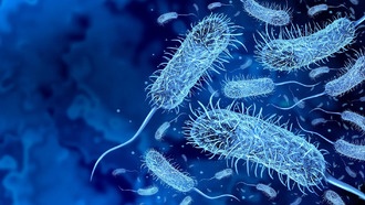 В песках Амазонии обнаружена новая бактерия, родственная возбудителям опасной болезни