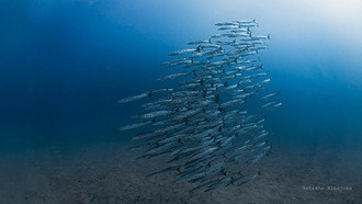 Впервые за 40 лет в Панаме исчезло важнейшее океаническое течение