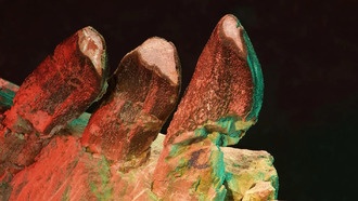 Зубы динозавров раскрыли секреты питания и миграции 150 миллионов лет назад