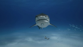 Акулы 200 миллионов лет обитали только у дна, прежде чем выйти в открытый океан