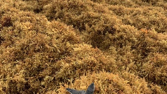 Водоросли саргассум угрожают выживанию морских черепах во Флориде