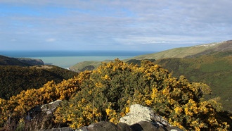 Растения, доминирующие на родине, чаще становятся инвазивными видами за рубежом