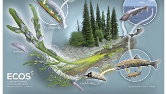 Учёные открыли природную «фабрику» питательных веществ, которая поддерживает здоровье рек и рыб