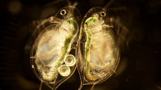 Паразиты у матерей-дафний повышают смертность потомства