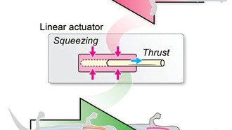 Языки хамелеонов и саламандр вдохновляют на создание новых инженерных устройств