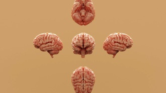 Эволюция объясняет высокую распространённость аутизма у людей