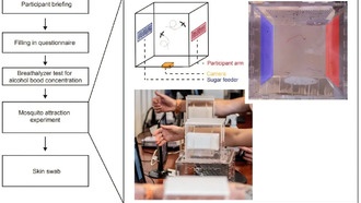 Пивоманы привлекают комаров сильнее, показало исследование на фестивале