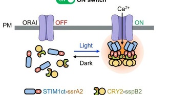 Учёные создали генетические «световые выключатели» для лечения рака