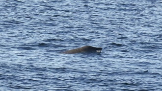 В бассейне Фоз-ду-Амазонас впервые акустически зафиксировали редких клюворылых китов