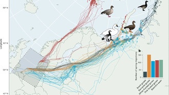 Птицы Арктики пока успевают за изменением климата, ускоряя миграцию