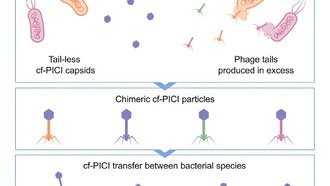 Учёные раскрыли механизм «вирусного пиратства» для борьбы с устойчивыми инфекциями