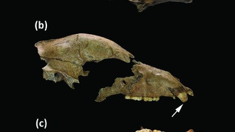 Череп медведя впервые доказал участие этих животных в боях на римских аренах