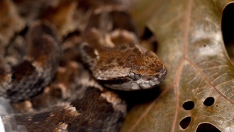 Микроводоросли помогут в борьбе с последствиями ядовитых змеиных укусов