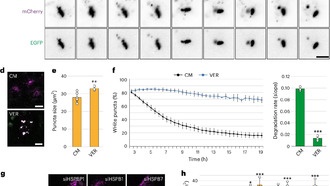 Открыт механизм клеток, измельчающий белковые скопления перед утилизацией