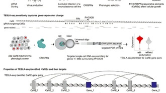 Учёные разработали быстрый метод поиска генетических «переключателей»