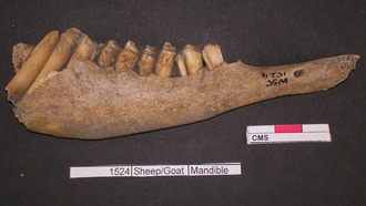 Анализ костей животных раскрыл масштабы пиршеств в конце бронзового века