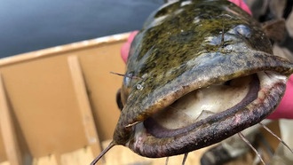 Инвазивный сом-плоскоголов стал главным хищником в реке Саскуэханна