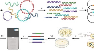 Учёные обнаружили новые механизмы устойчивости к антибиотикам с помощью следовых количеств ДНК