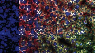 Учёные раскрыли альтернативные пути формирования внутренних органов у эмбриона