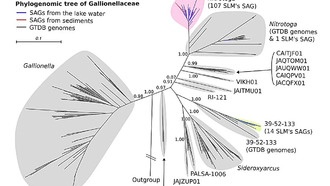 Учёные обнаружили новые виды микробов с уникальной генетикой под антарктическим льдом