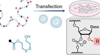 Ученые научились «включать» и «выключать» РНК по требованию