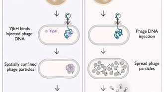 Учёные возрождают 100-летнюю терапию для борьбы с устойчивостью к антибиотикам