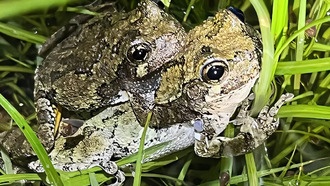 Шумные хоры лягушек мешают самкам выбрать лучшего партнера