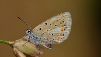 Атласская голубянка: у бабочки обнаружено рекордное число хромосом