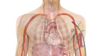 Электричество помогает организму выявлять и удалять слабые клетки